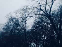 blue-trees