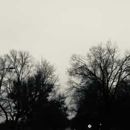 trees