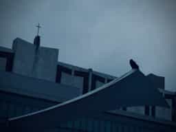 crow