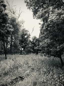 forest-2