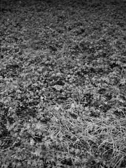 grass