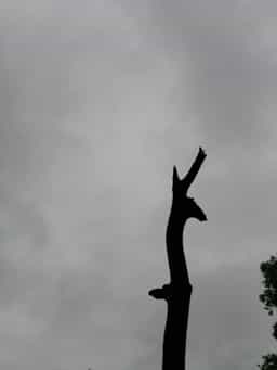 stick