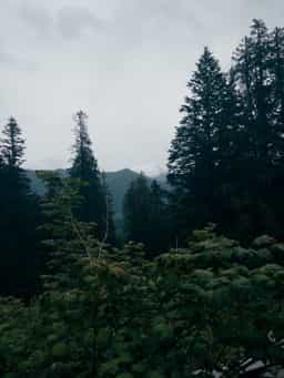 trees